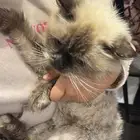 قطوه للتبني