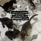 مخافة الله فيها وعدم رميها بالشارع ماتبيها اعرضها تبني