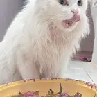 قطو اليف للبيع