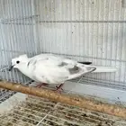 جوز ياكريم
