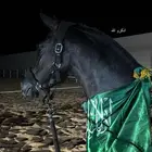 فرس دهماء بنت ايهم الراجحيه