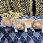 قطة سكوتش ستريت مع الكيتن سكوتش بيور