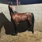 حصان شعبي كفو