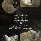 قطة هملايا للبيع
