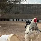 ديك براهما