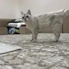 قطة همالايا للتبني