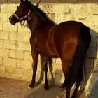 مهره شعبيه
