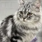 قط ذكر للتزاوج