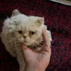 سكوتش
