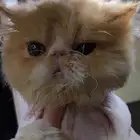 ذكر بيكي فيس بيرشن