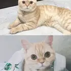 قط للتبني عمره 7 شهور ذكر