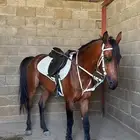 حصان شعبي للبيع