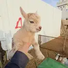 الماعز القزم الصغير مره حق البيت ماعز قزم صديق الاطفال