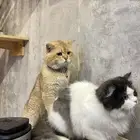 قطط شكوتش قطط شيرازي