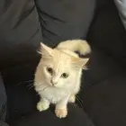 قطة صغيرة شيرازي
