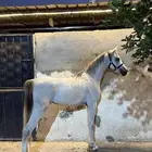 مهر واهو شيخ