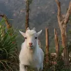 ماعز قزمي