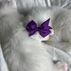 قطط كيتين للبيع