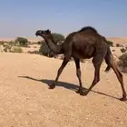 بكره مفروده للبيع