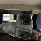 قط شيرازي