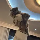 قطط شيرازيه بيور