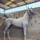 خيل عربي اصيل