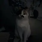 قطط للتبني