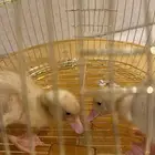 بط .