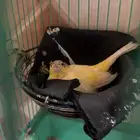 جوز كناري سوري