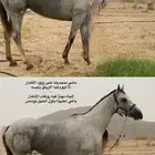فرس سبوق جدااا