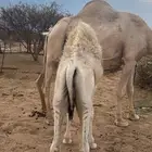 3 قعدان للبيع