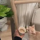 قطه انثى بلدية عمرها سنه ونص تبغى تزاوج