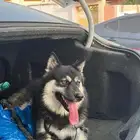 هاسكي للبيع او البدل