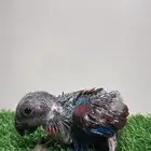 فرخ اكلكتوس متوفر اقساط