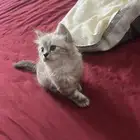 قطه شيرازي سعر200