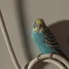 اناث بادجي منتجه