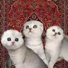 سكوتش فولد ستريت برتش شورت هير انثى ذكر قطط للبيع جدة مكة