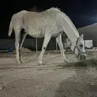 فرس شعبيه لقاح