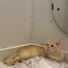 قط لتبني مع جميع اغراضه م عدا الاكل
