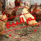 دجاج فرنسي بيور مستوى فخم حجم ارتفاع ترتيب تم البيع