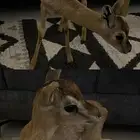 تيس للبيع