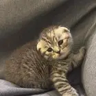 قطوه سكوتش للبيع