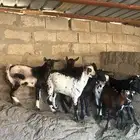 بهم للبيع العدد 8