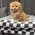 قط سكوتش تم البيع