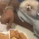 كلب بومرينيان متطعم كل التطعيمات
