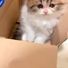 كتنز انثى كاليكو للبيع