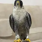 صقر زينه تمثال بحريه طول 12 عرض13. وحش