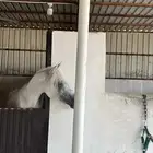 حصان واهو مصري