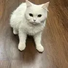 بسه للبيع شراجي للبيع لا يشكو من الامرض سبب البيع مو فاضيه