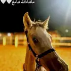 مهر للبيع السعر 3500